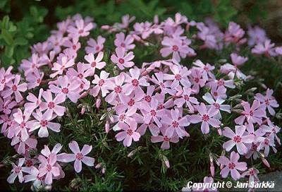  Phlox subulata Maj